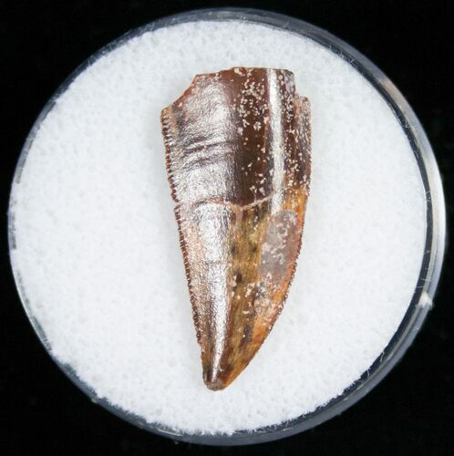 Large Raptor Tooth From Morocco - #11248